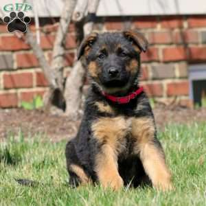 Willow, German Shepherd Puppy