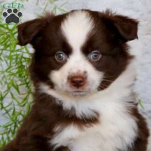 Willow, Miniature Australian Shepherd Puppy