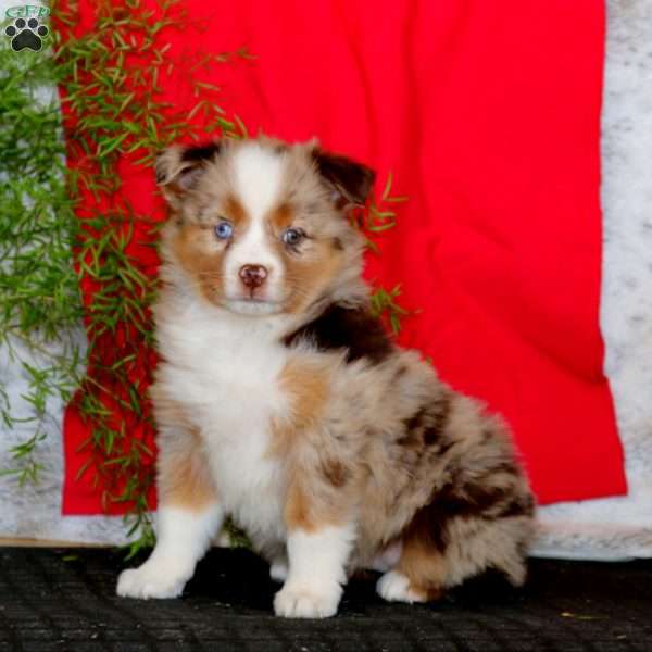 Winner, Miniature Australian Shepherd Puppy