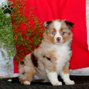 Winner, Miniature Australian Shepherd Puppy