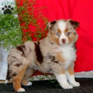 Winner, Miniature Australian Shepherd Puppy