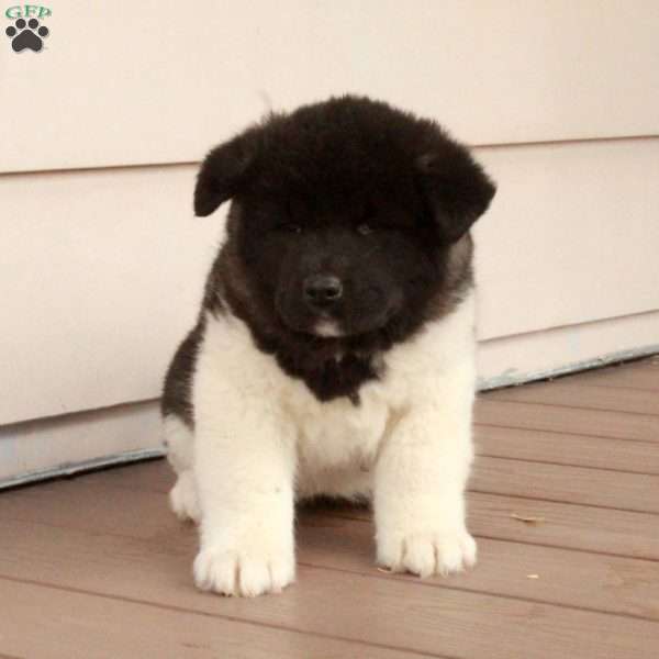 Winnie, Akita Puppy