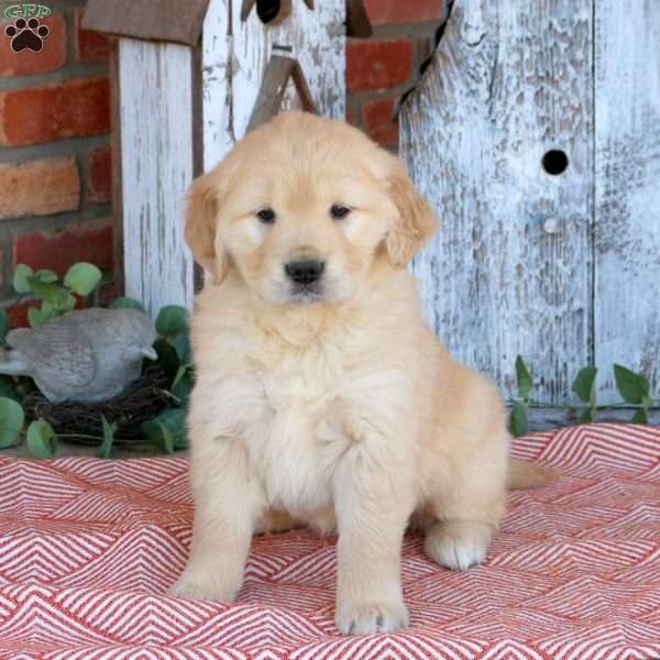 Winnie, Golden Retriever Puppy