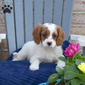 Winnie, Cavapoo Puppy