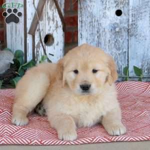 Winnie, Golden Retriever Puppy