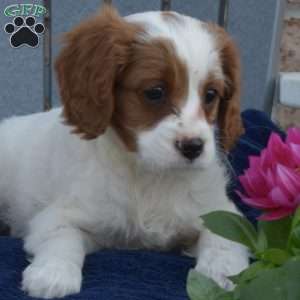 Winnie, Cavapoo Puppy