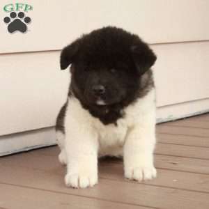 Winnie, Akita Puppy