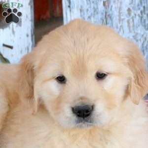 Winnie, Golden Retriever Puppy