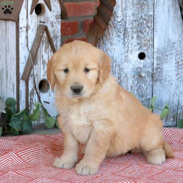 Winona, Golden Retriever Puppy