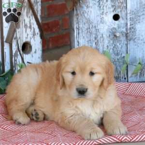 Winona, Golden Retriever Puppy