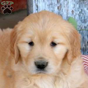 Winona, Golden Retriever Puppy