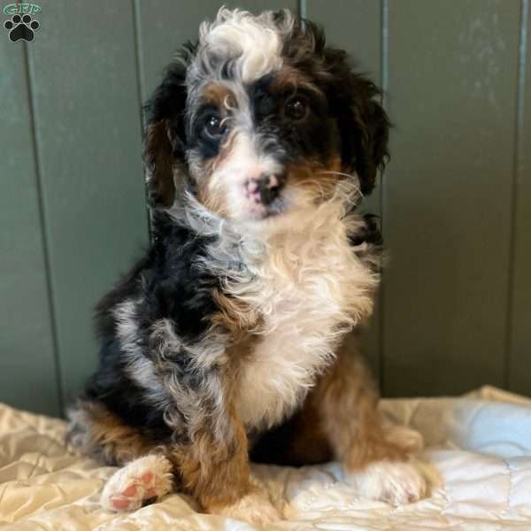 Winston, Mini Bernedoodle Puppy