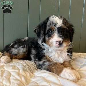 Winston, Mini Bernedoodle Puppy