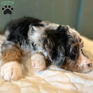 Winston, Mini Bernedoodle Puppy