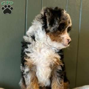 Winston, Mini Bernedoodle Puppy