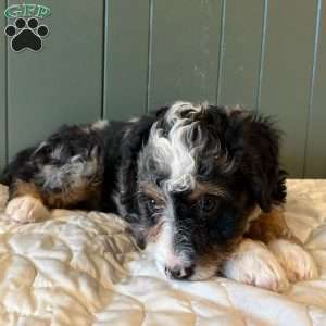 Winston, Mini Bernedoodle Puppy