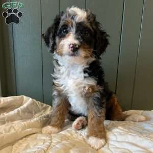 Winston, Mini Bernedoodle Puppy