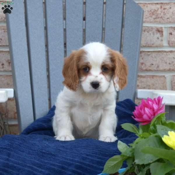 Wish, Cavapoo Puppy