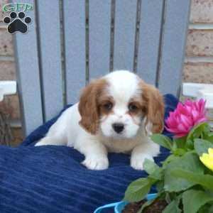 Wish, Cavapoo Puppy