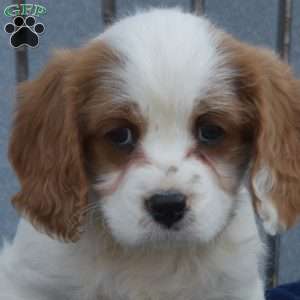 Wish, Cavapoo Puppy