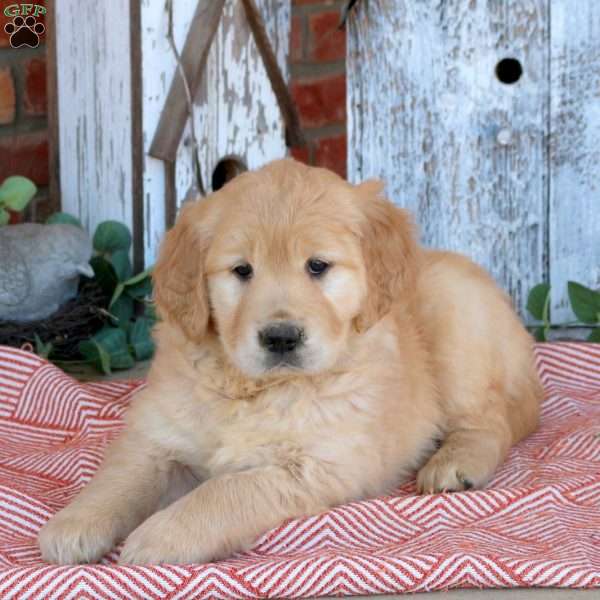 Wonder, Golden Retriever Puppy