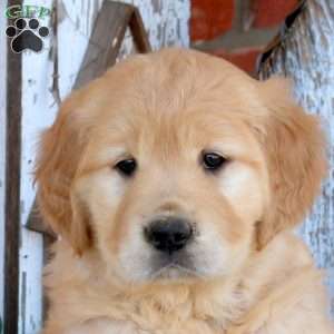 Wonder, Golden Retriever Puppy