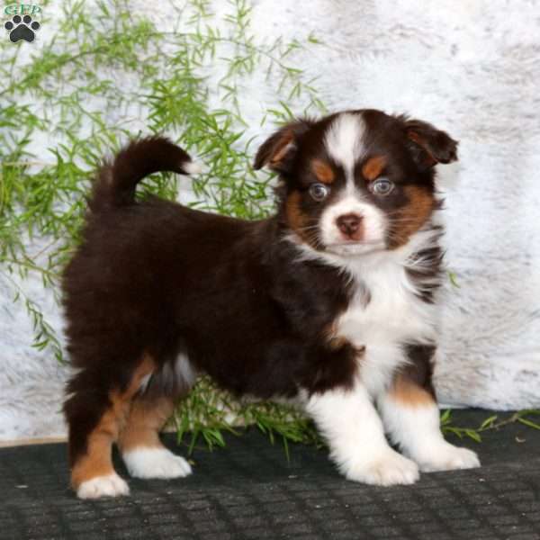 Wonder, Miniature Australian Shepherd Puppy