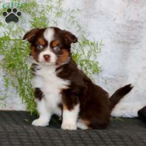 Wonder, Miniature Australian Shepherd Puppy