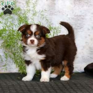 Wonder, Miniature Australian Shepherd Puppy