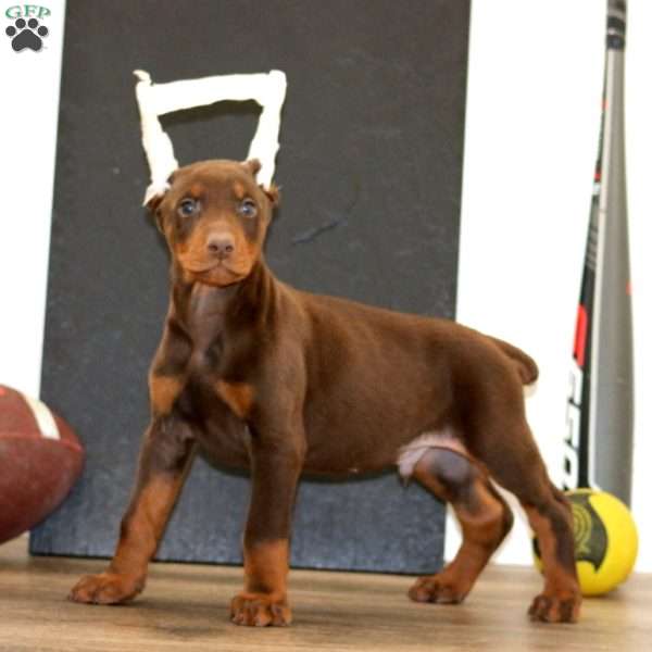 Wonder, Doberman Pinscher Puppy