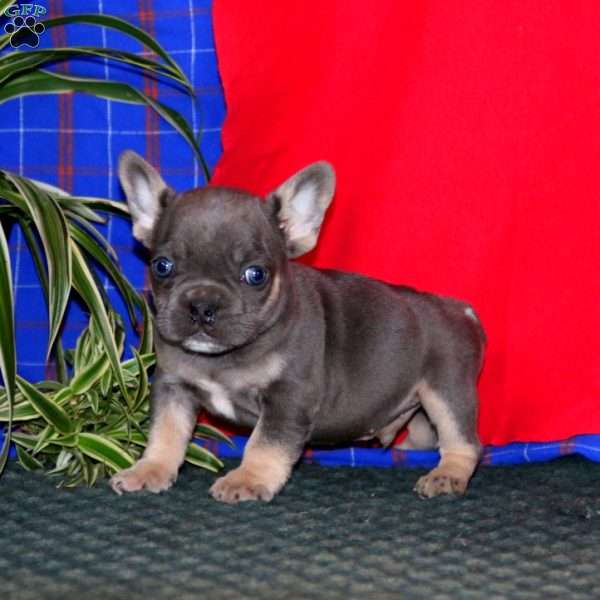 Wonder, French Bulldog Puppy