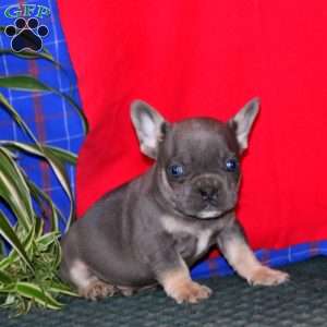 Wonder, French Bulldog Puppy