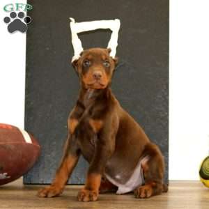 Wonder, Doberman Pinscher Puppy