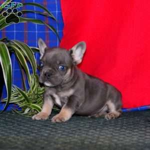 Wonder, French Bulldog Puppy