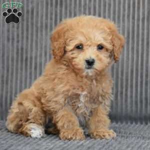 Wonder, Cavapoo Puppy