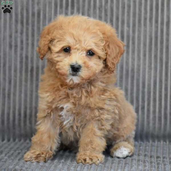 Wonder, Cavapoo Puppy