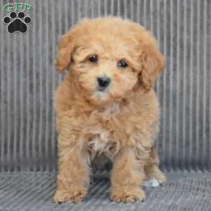 Wonder, Cavapoo Puppy