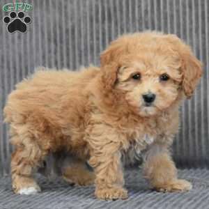 Wonder, Cavapoo Puppy