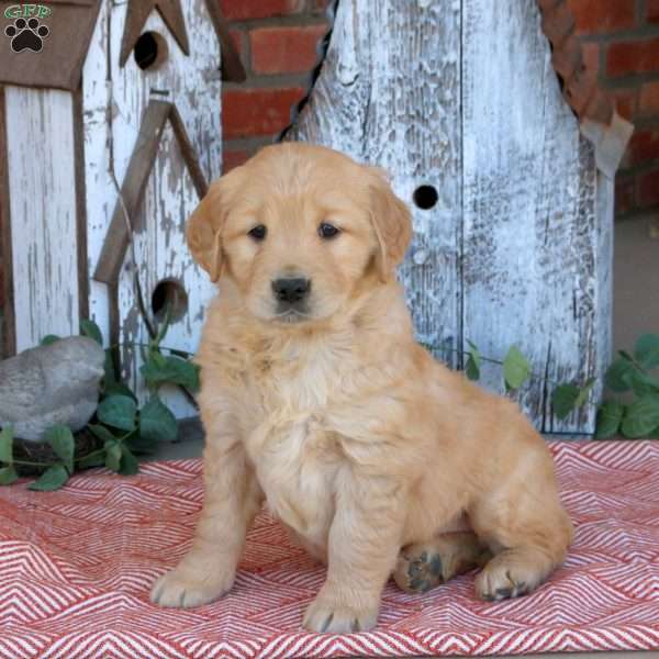 Wren, Golden Retriever Puppy