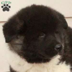 Wren, Akita Puppy