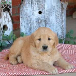 Wren, Golden Retriever Puppy