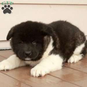 Wren, Akita Puppy