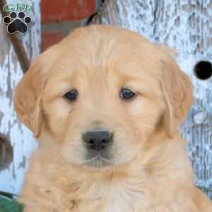 Wren, Golden Retriever Puppy