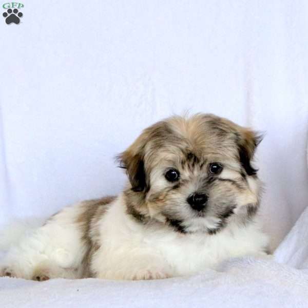 Wyatt, Havanese Puppy