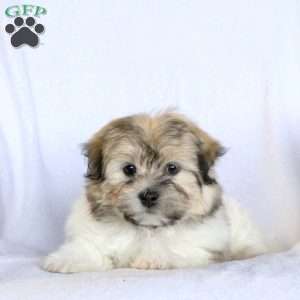 Wyatt, Havanese Puppy