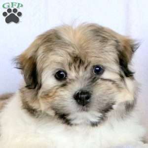 Wyatt, Havanese Puppy