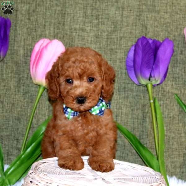 Wyatt, Toy Poodle Puppy