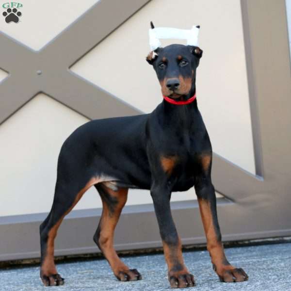 Wyatt, Doberman Pinscher Puppy