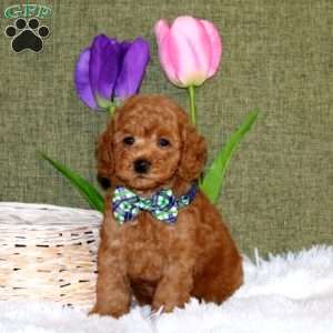 Wyatt, Toy Poodle Puppy