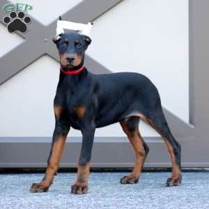 Wyatt, Doberman Pinscher Puppy